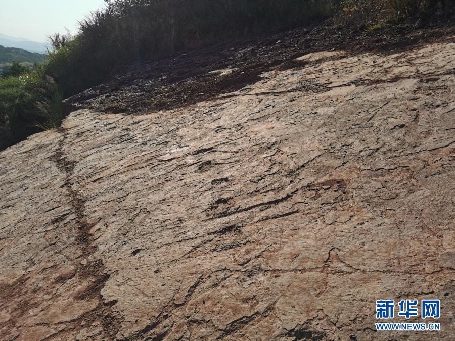 福建首次发现恐龙存在的证据