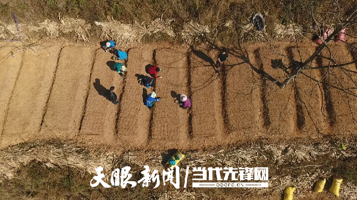 （中首）贵州黎平：发挥林业特色优势 做实林下经济发展新文章