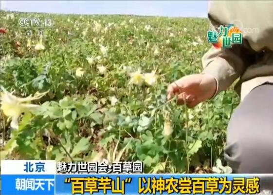 【魅力世园会】“三百园”之百草园 传播中医文化