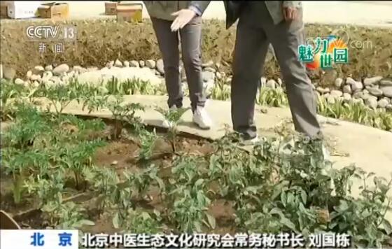 【魅力世园会】“三百园”之百草园 传播中医文化
