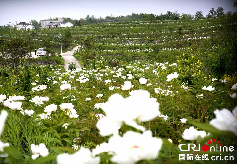 贵州大方：牡丹花开满山头（组图）