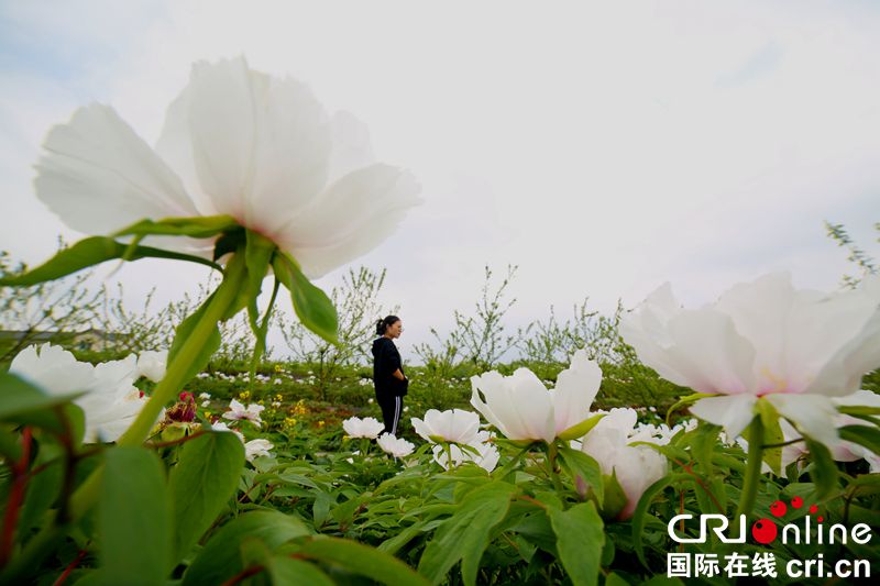 贵州大方：牡丹花开满山头（组图）