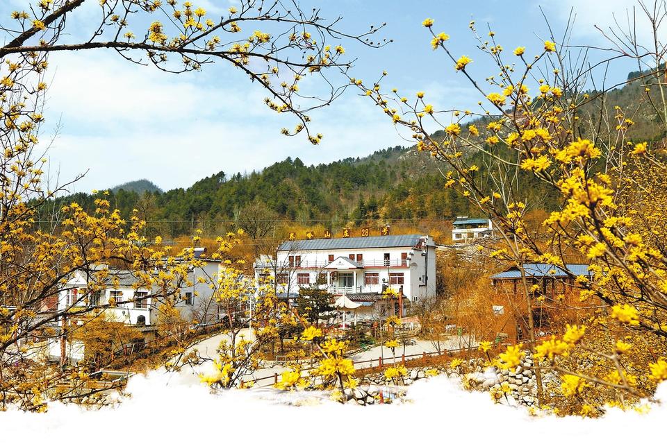 【城市远洋】【焦点图-大图】【移动端-轮播图】南阳市西峡县：春风十里 人间芳菲