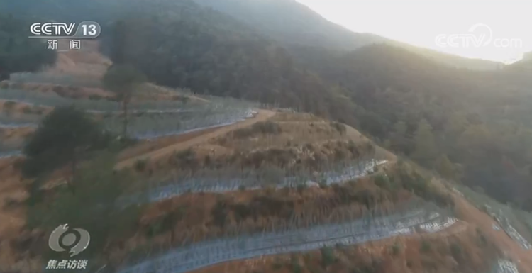 焦点访谈丨人不负青山 青山定不负人