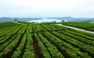 （黔茶贵水）春来喜看茶园绿 推动黔茶“走出去”