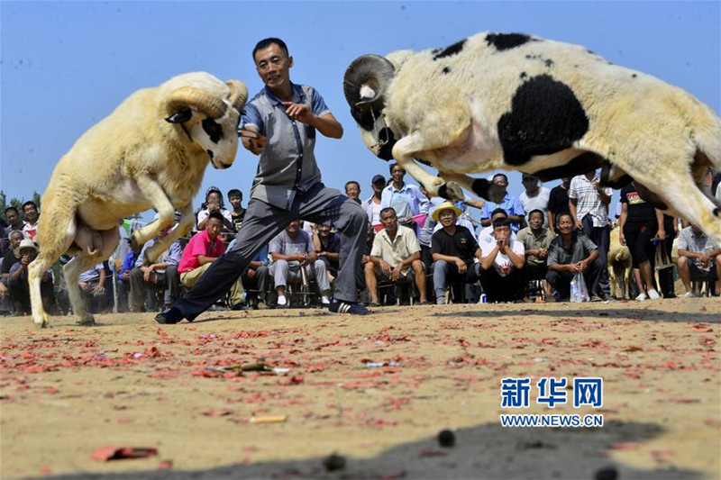 聊城阳谷县李台镇举行第十六届斗羊大赛_fororder_4_副本