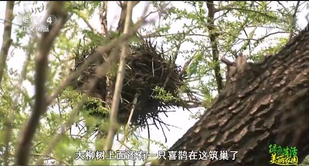 魅力世园会：中华园艺展示区特色呈现美丽中国