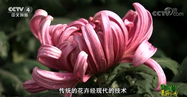 魅力世园会：中华园艺展示区特色呈现美丽中国