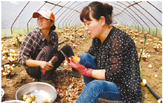 铁岭17248名贫困人口实现稳定脱贫