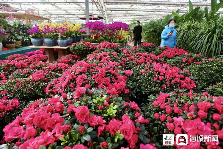 泰安：春节立春双来到 花卉市场鲜花俏