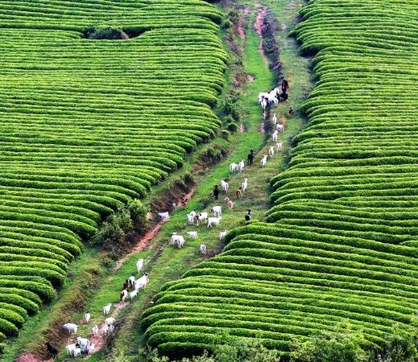 （黔茶贵水）傅传耀：2019，我们冲在最前面