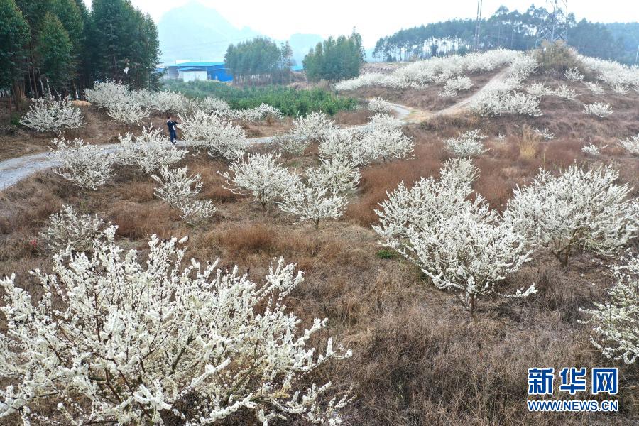 广西大化：李子花开迎春来