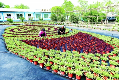 延庆：整装相迎 静盼“花开”