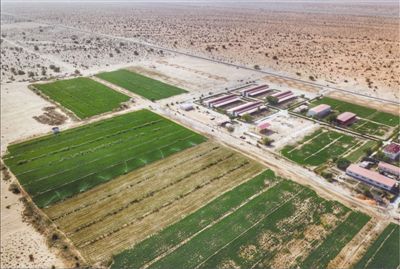 中国援毛里塔尼亚畜牧业技术示范中心助力破解当地发展难题——“在茫茫荒漠中创造了奇迹”