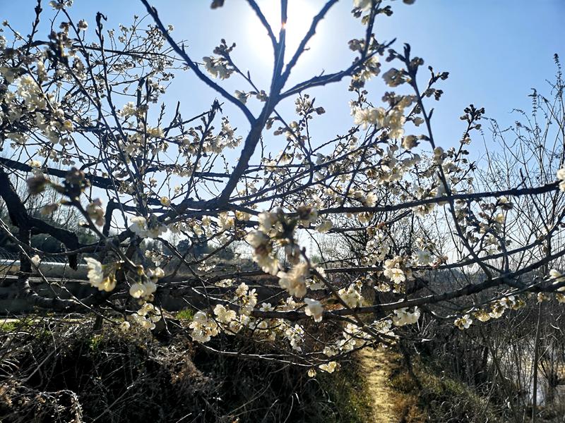 河南信阳：繁花似锦春似海