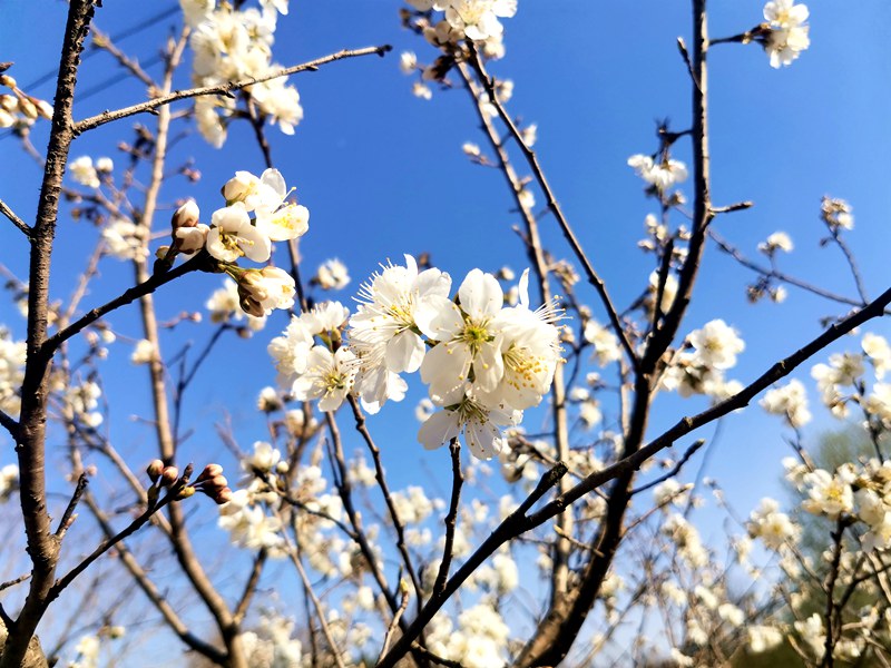河南信阳：繁花似锦春似海