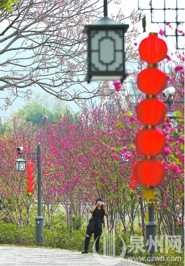 泉州西湖公园：千株桃花闹元宵