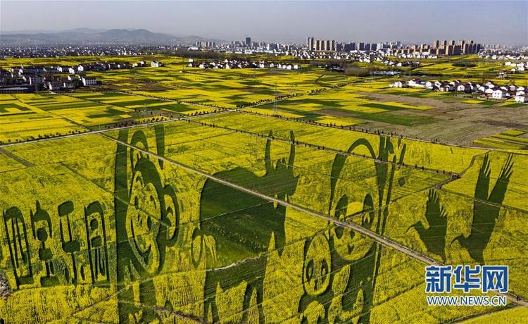 【中首陕西  图】“秦岭四宝”“现身”万亩油菜花海