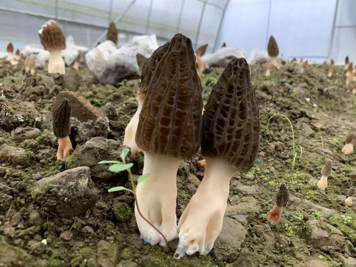 （社会）水城果布戛乡首批羊肚菌进入采收期