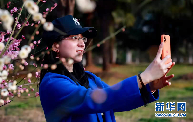 湖北武汉：梅花盛开迎新春