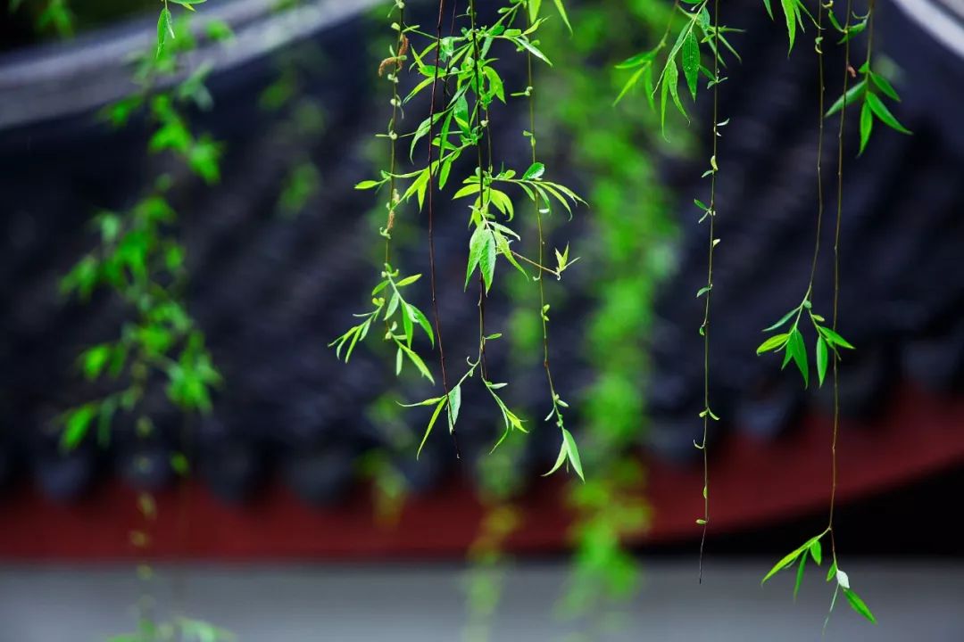改变世界的中国植物