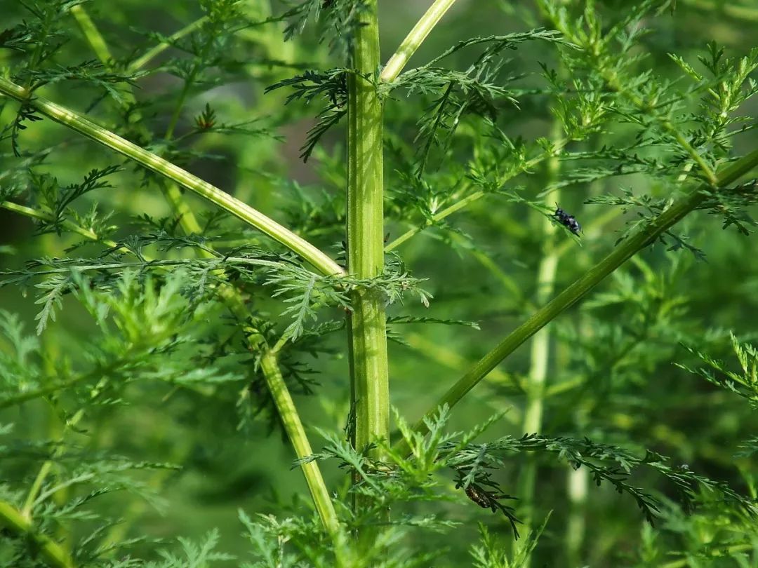 改变世界的中国植物