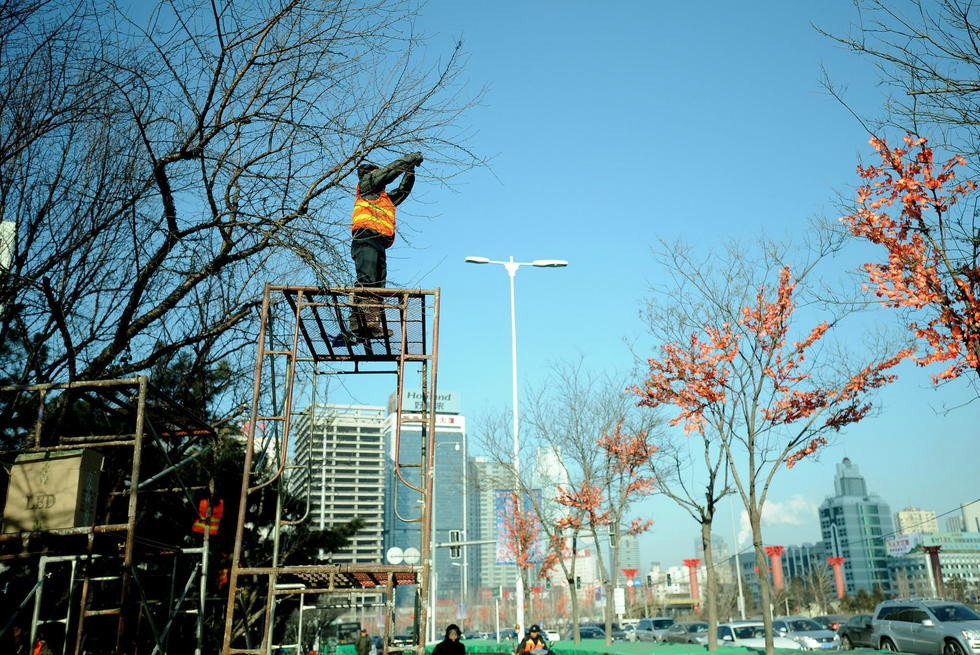 沈阳给大树装假树叶 遭市民吐槽(组图)