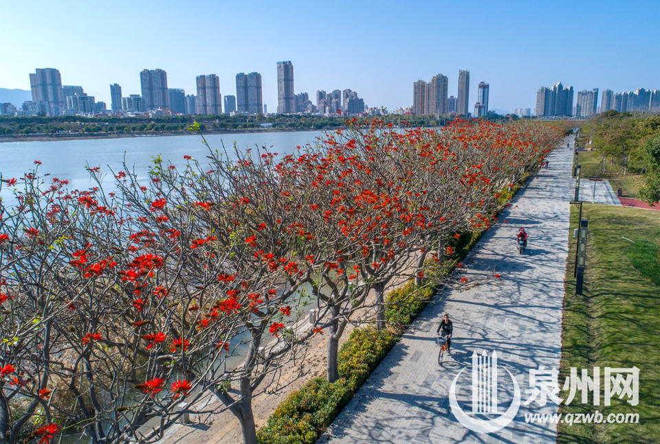 泉州：刺桐花开红似火