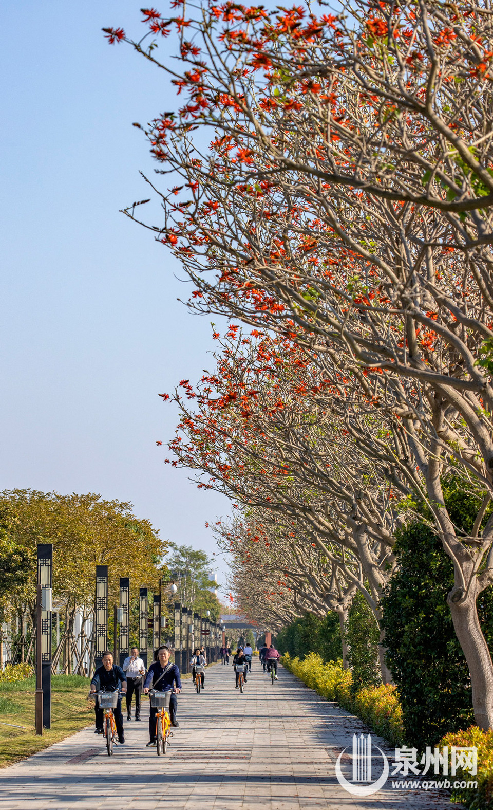 泉州：刺桐花开红似火