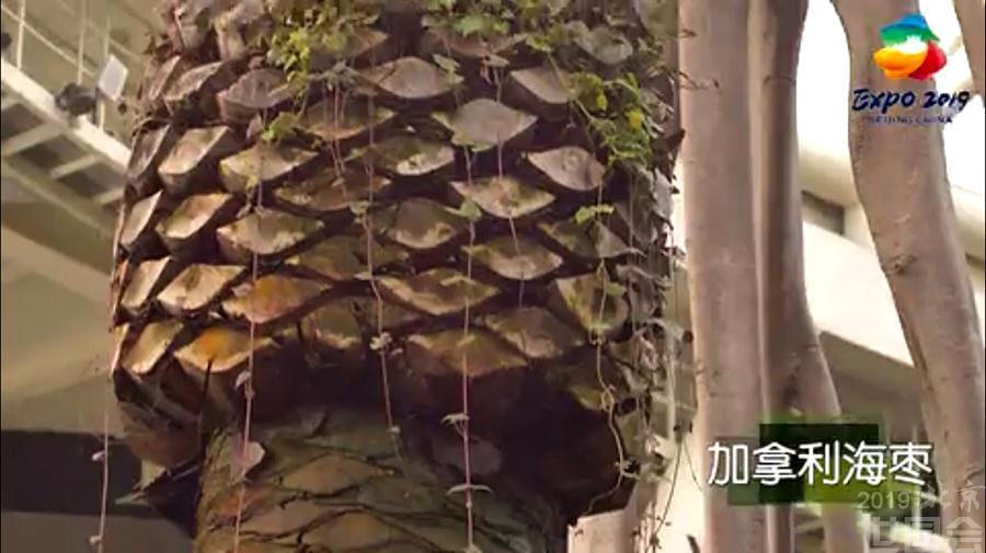初春，去植物馆领略亿万年来的智慧