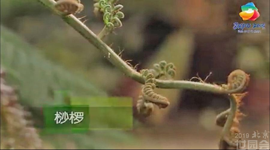 初春，去植物馆领略亿万年来的智慧