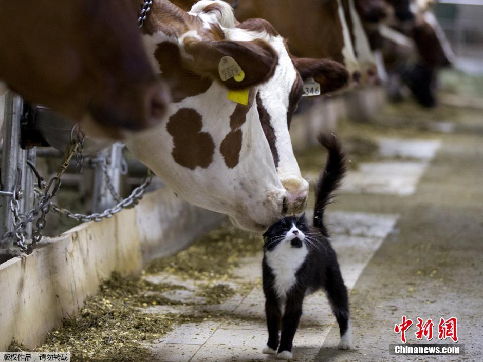 【年终特刊】萌兽搞笑总动员(组图)