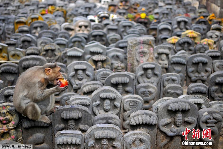 【年终特刊】萌兽搞笑总动员(组图)