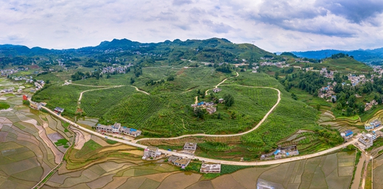 贵州六盘水：猕猴桃“吨产园”建设有序推进
