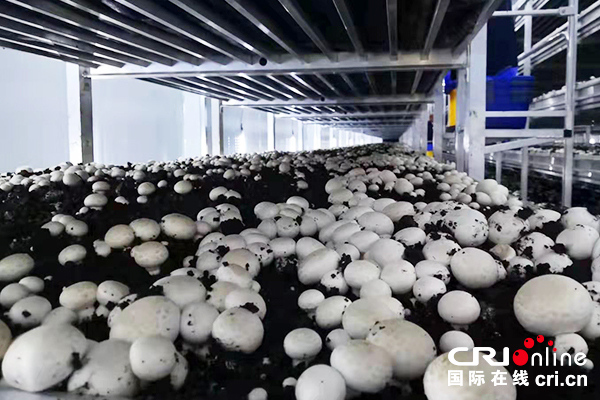 【原创待审】产业脱贫看永宁系列报道（五）：东西部扶贫协作的典型案例（焦点图）
