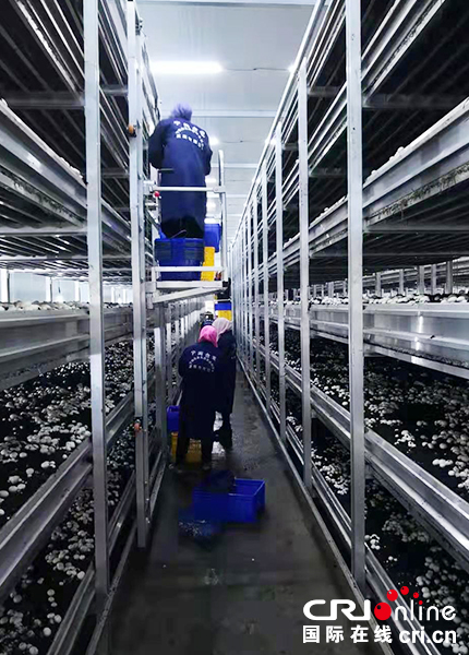 【原创待审】产业脱贫看永宁系列报道（五）：东西部扶贫协作的典型案例（焦点图）