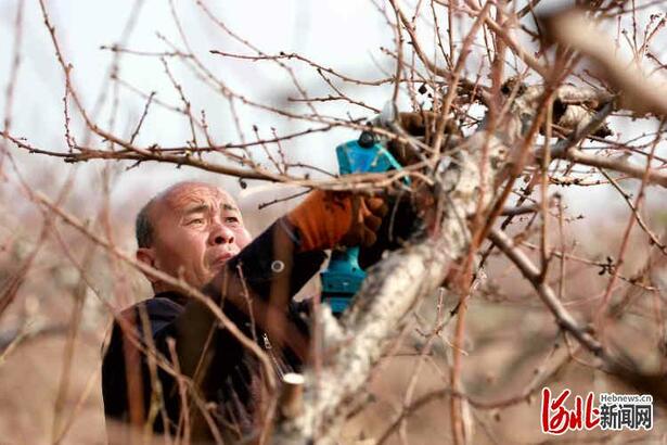 河北邢台：春日果树管护忙