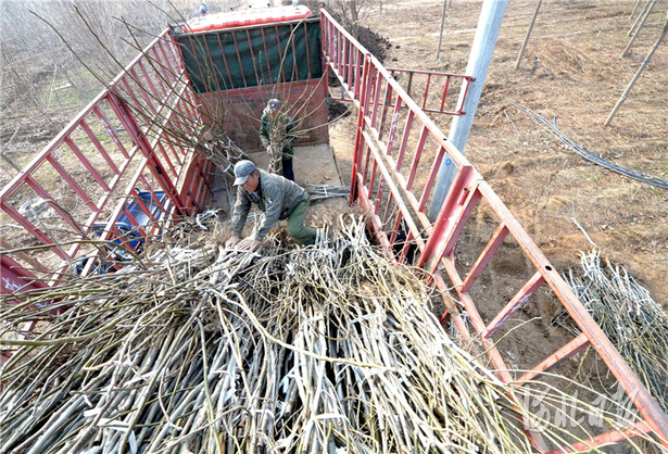河北博野：绿色产业富民强县