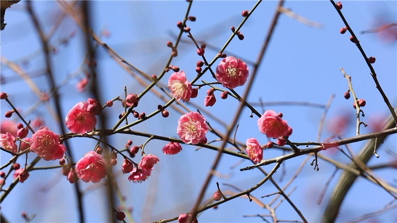 临沂郯城梅花吐蕊春意浓 花瓣在风中轻轻摇曳_fororder_1
