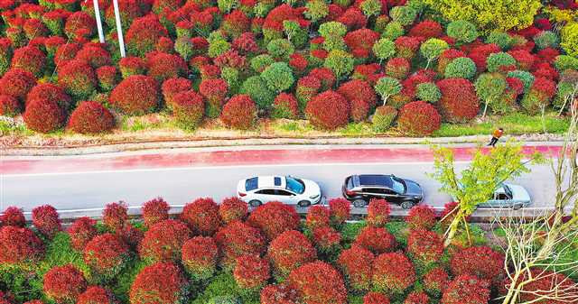 重庆南岸广阳镇银湖村2万多株红叶石楠竞相吐艳