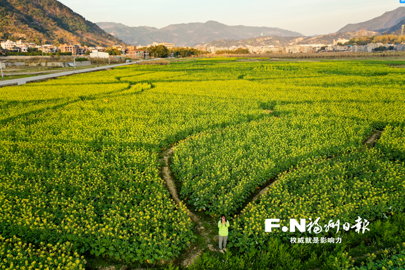 福州闽侯：油菜花开遍地金