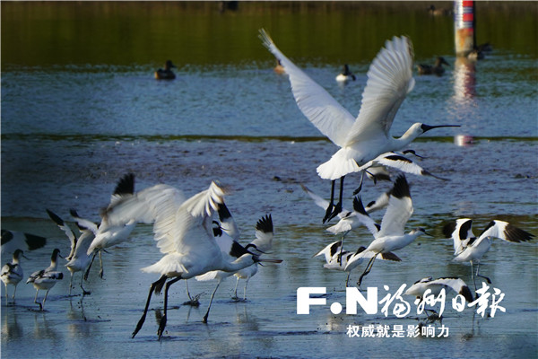 闽江河口湿地生态保护修复成效显著