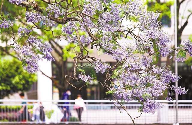 好花四季开 从春到冬赏不停