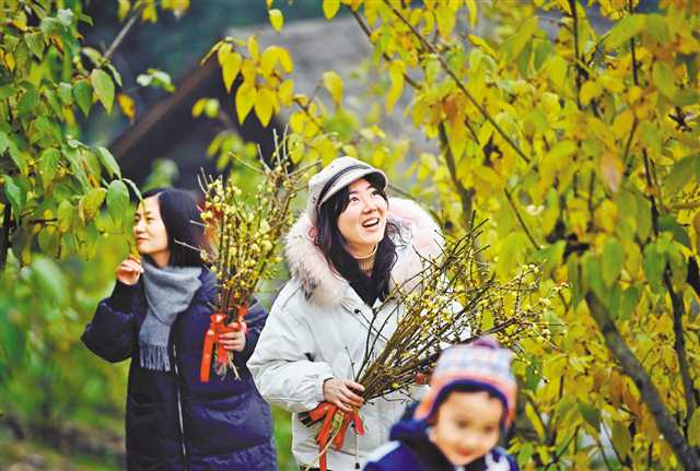 好花四季开 从春到冬赏不停
