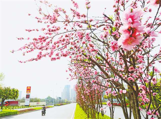 好花四季开 从春到冬赏不停