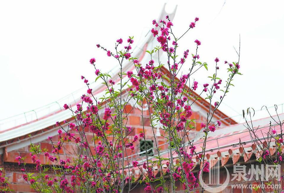 泉州西湖公园：千株桃花闹元宵