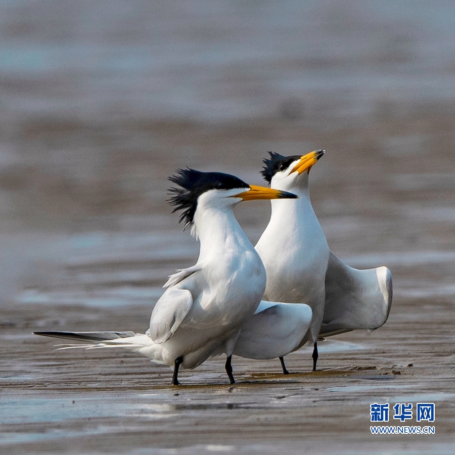 【图说福建第二张】【福州】【移动版】【Chinanews带图】“神话之鸟”现身闽江沙洲