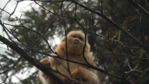 （转载）大熊猫国家公园成都片区：大熊猫及其伴生动物频繁“出镜”
