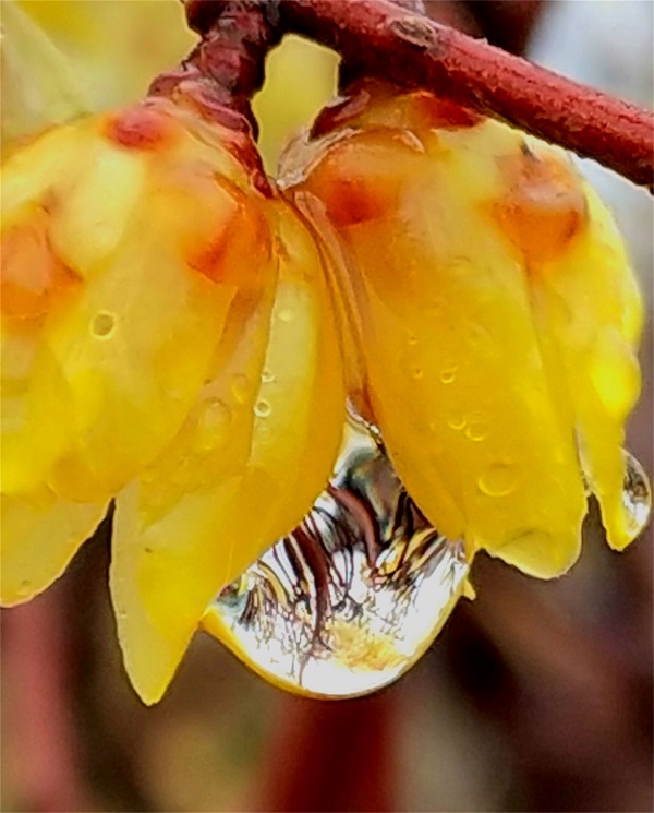 临沂郯城：春雨滋润 腊梅娇艳