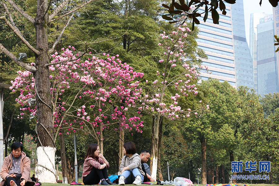 【城市远洋】重庆：春色盎然惹人醉 花影婆娑迎客来